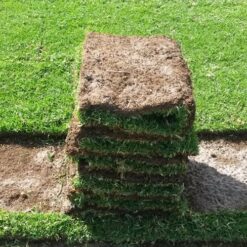kikuyu roll on lawn for sale